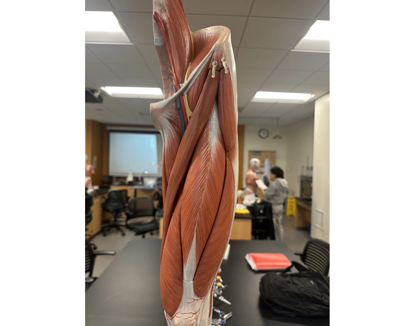 quads/adductors/ hip flexors — Printable Worksheet