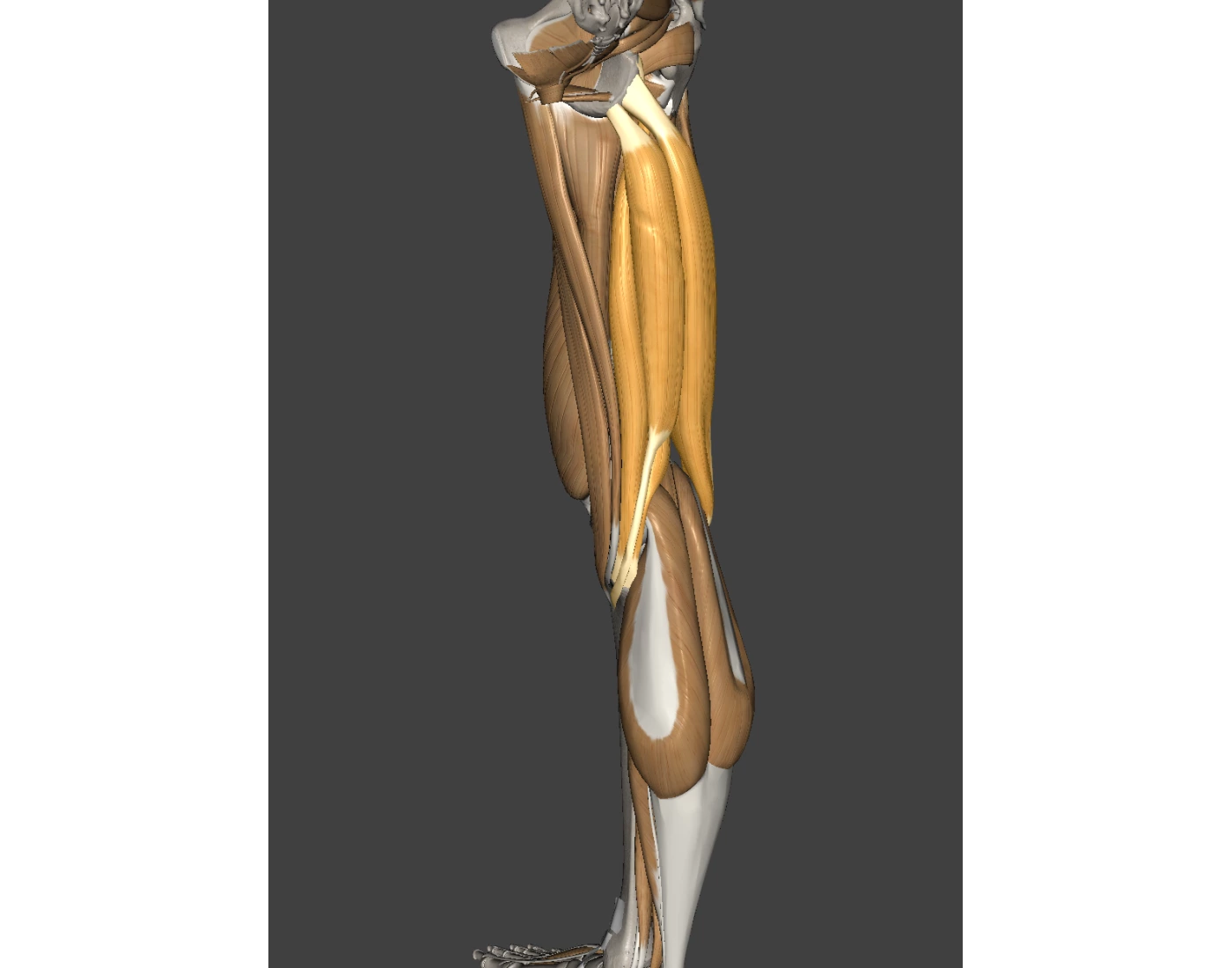 The Hamstrings — Printable Worksheet