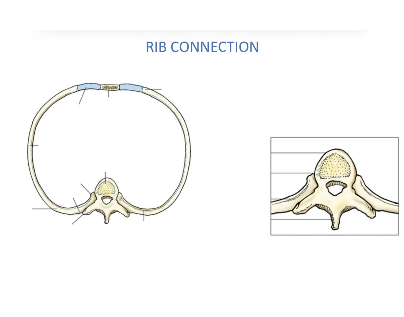 Spring Ribs Connection Rib connection Quiz