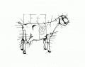 Parts of a Dairy Goat