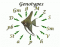 Pterophyllum scalare genotypes