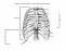 Thoracic Cage Labeling