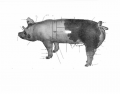 Parts of a Pig