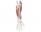 posterior forearm muscles