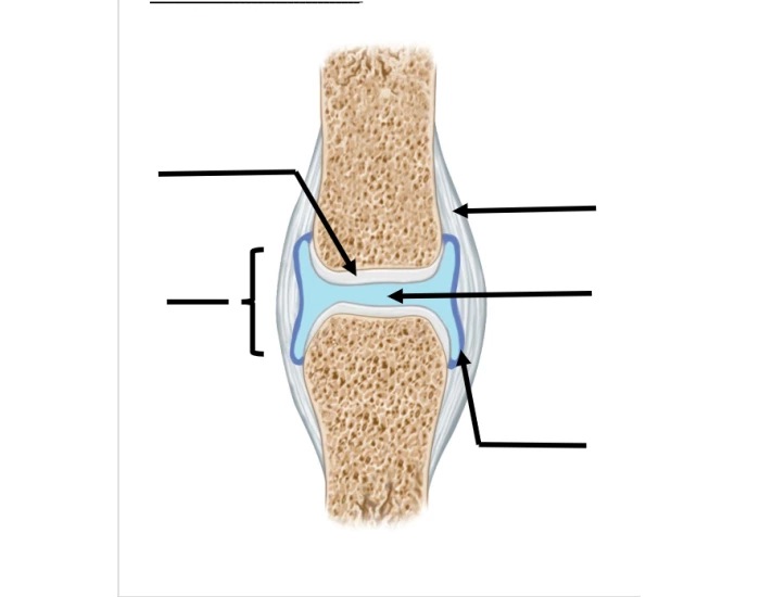 Joint Labeling Basic Joint Labeling — Printable Worksheet