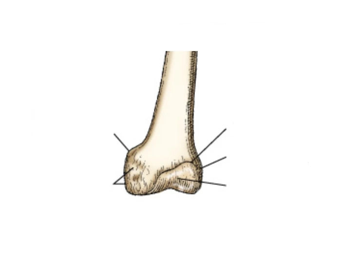 Anterior Aspect of the Distal Femur — Printable Worksheet