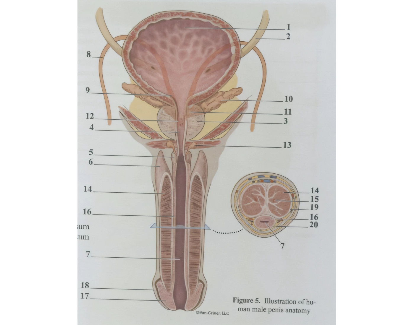 Human Male Penis Anatomy Printable Worksheet human-male-penis-anatomy-printable-worksheet