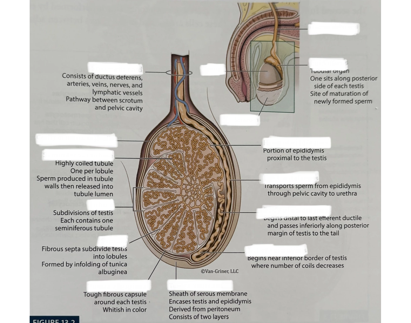 Structure of testis and epididymis — Printable Worksheet