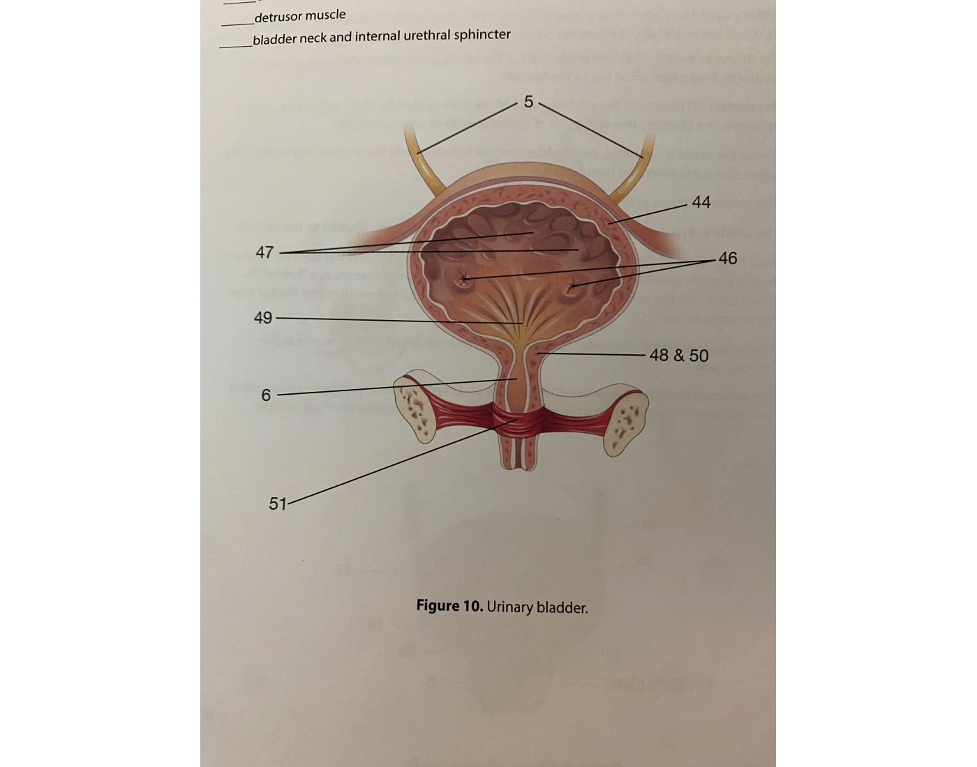 Bladder Game urinary bladder 2 Quiz