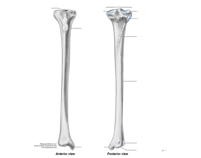 Tibia Empty Tibia labeled — Printable Worksheet