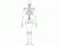 Posterior Skeleton Game