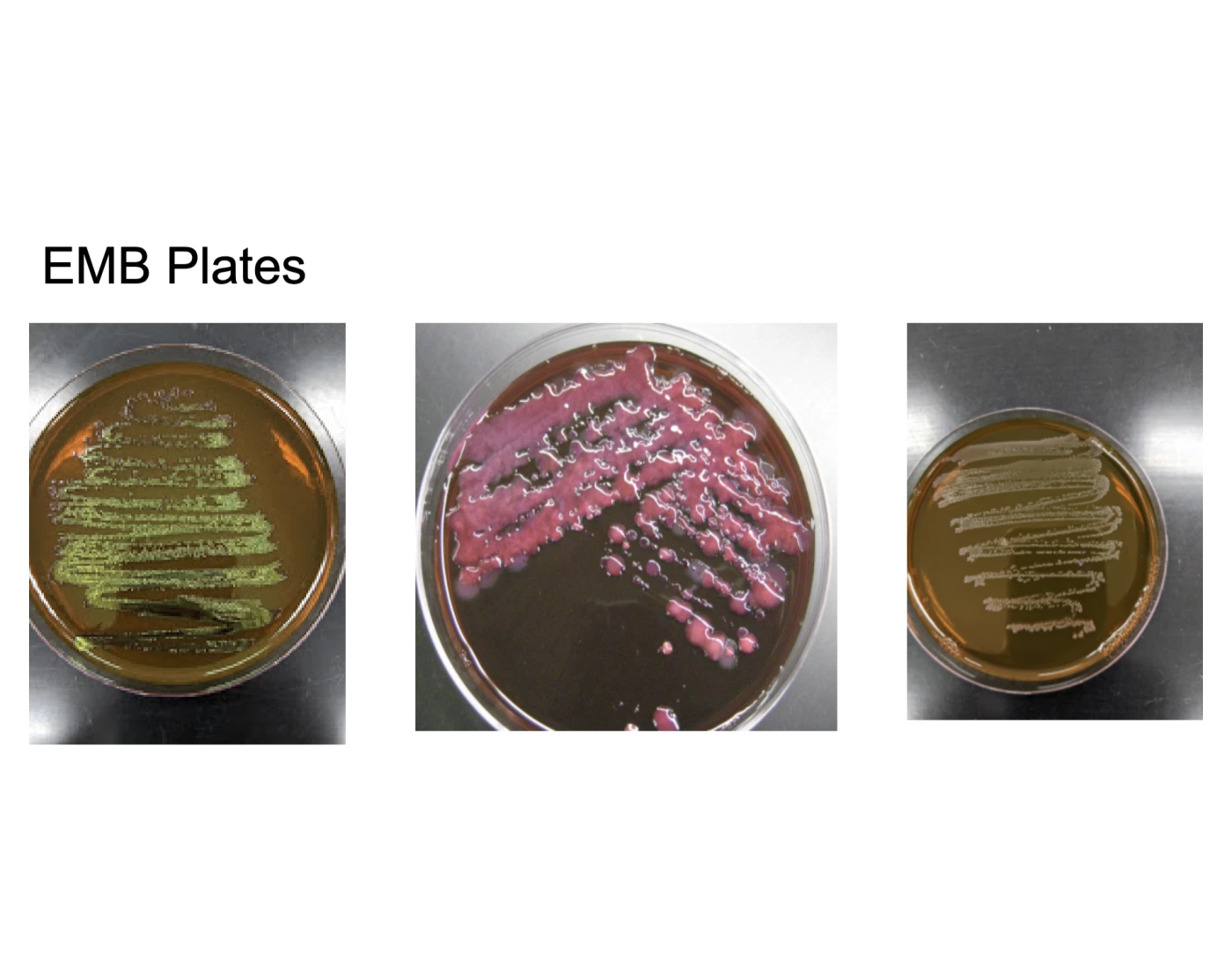 Eb Plates EMB Plates Quiz