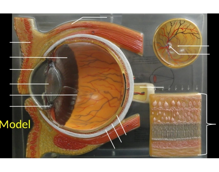 Feature On Eye Model Different Eye Model — Printable Worksheet