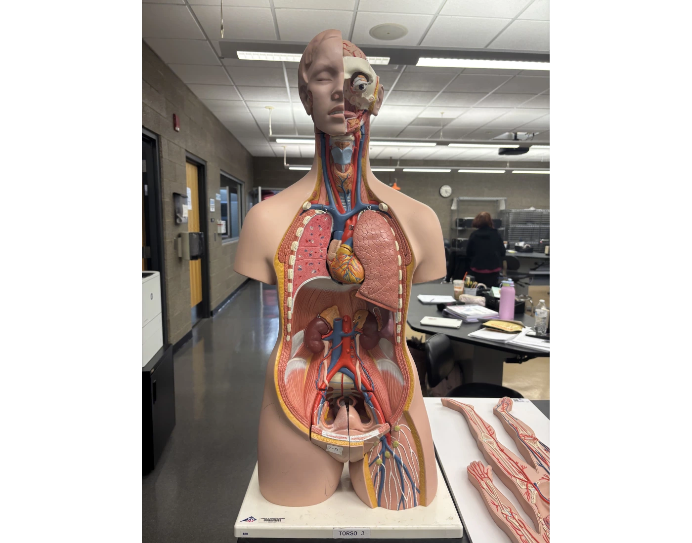 Half Body Model Science half body model Quiz