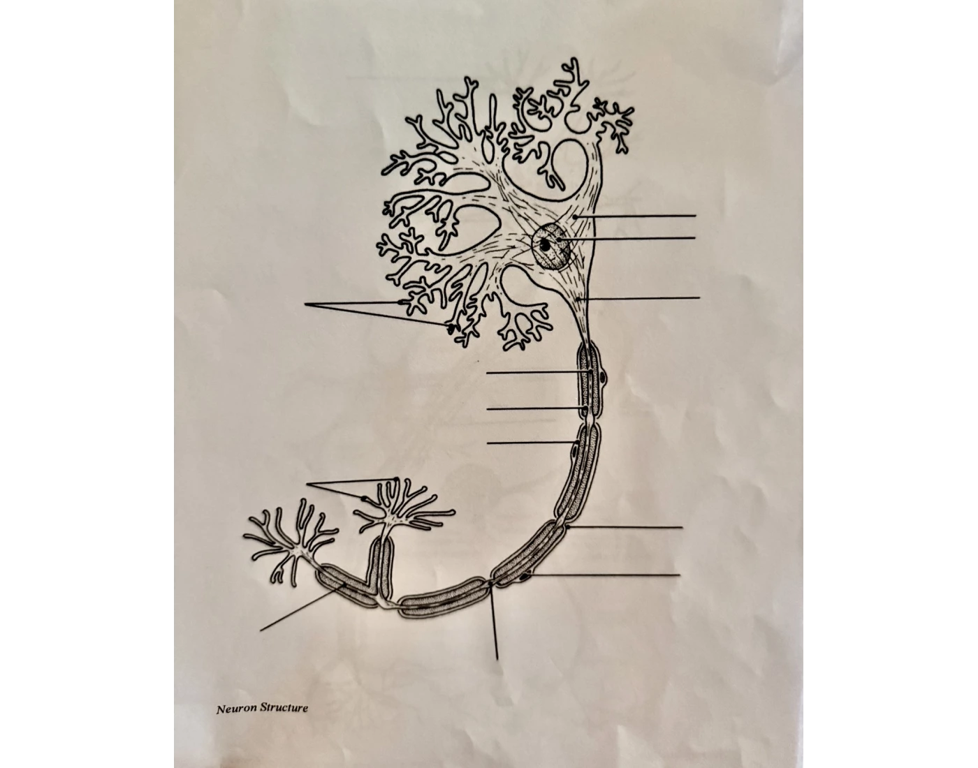 (Lecture) Diagram of a Neuron Structure (1) — Printable Worksheet