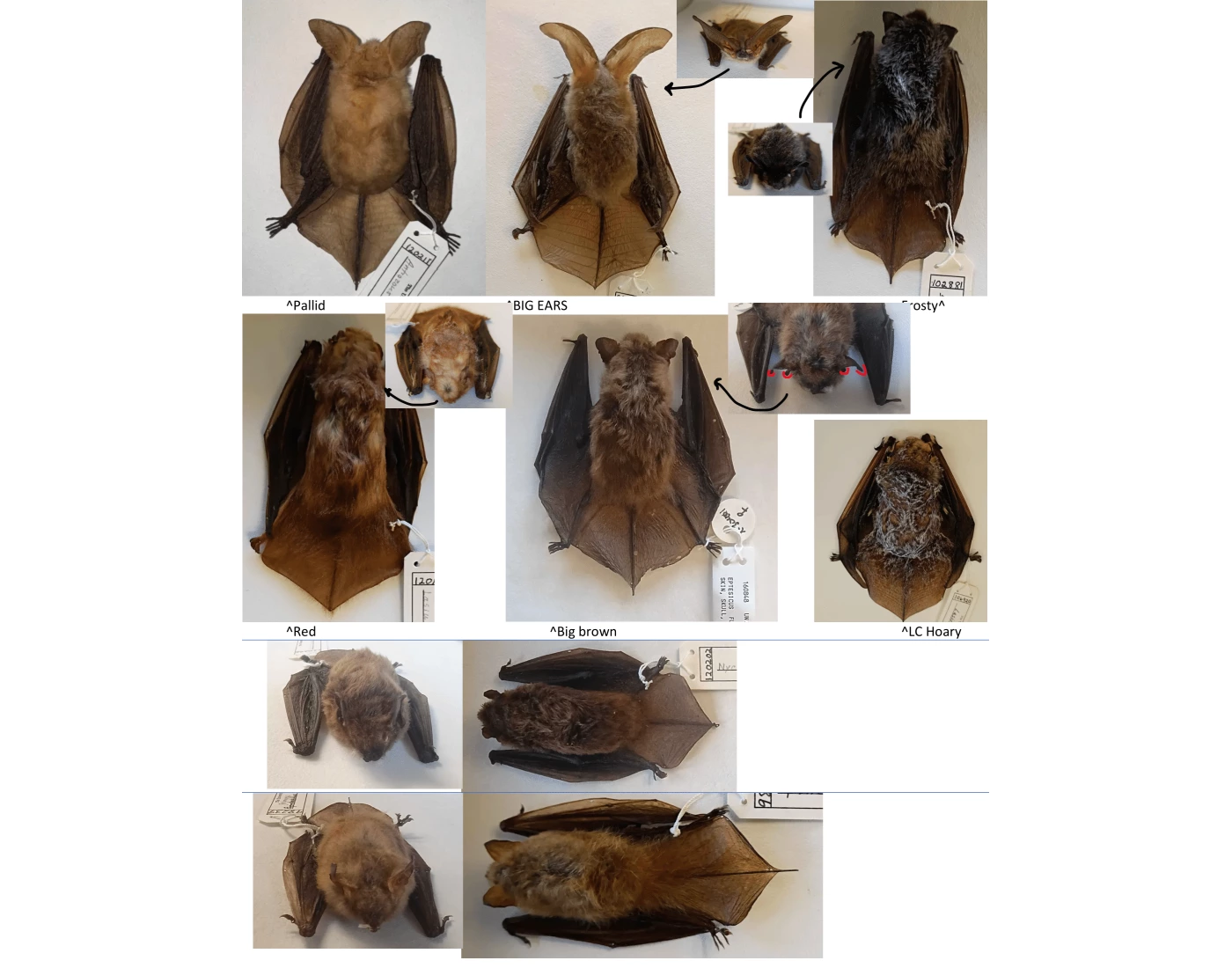 Kansas Bat Kansas bat 3D renders - the Myotis' Quiz