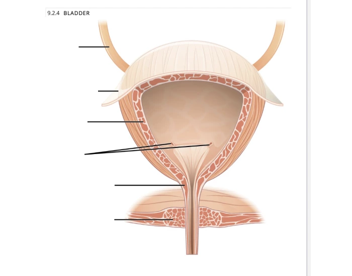 Bladder Game Bladder Quiz