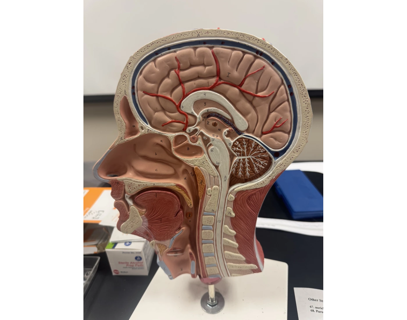 Inner brain model Quiz