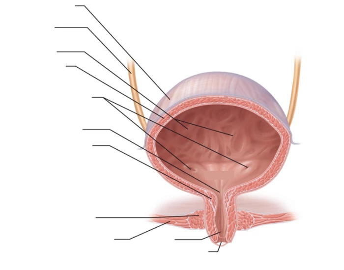 Bladder Game Urinary Bladder Structures Quiz