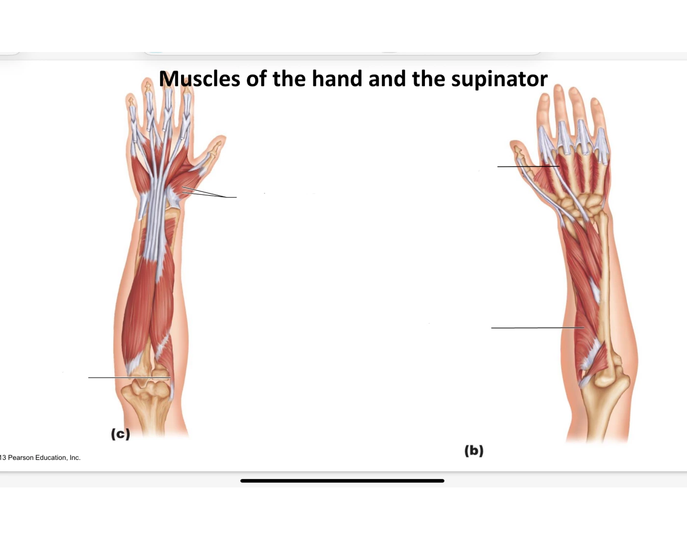 Supination Main muscles of hand and supinator — Printable Worksheet