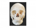 Skull Bone Anatomy (Anterior View)