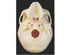 Skull Bone Anatomy (Inferior View)