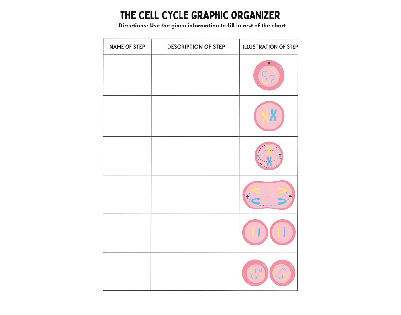 The Cell Cycle Graphic Organizer — Printable Worksheet