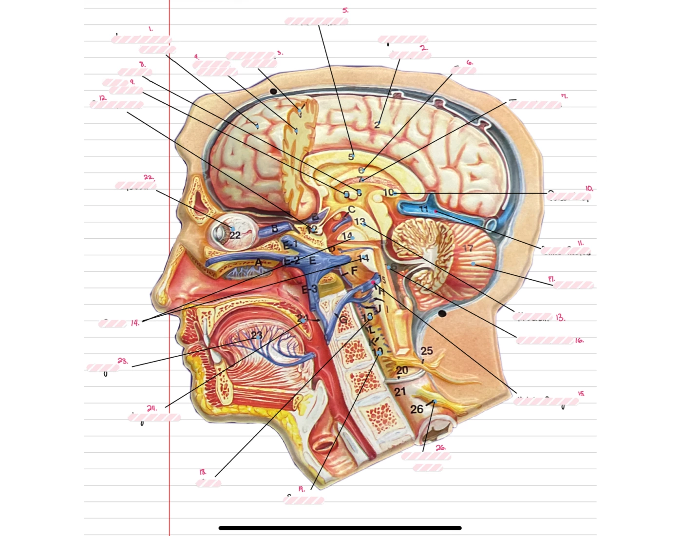 Brain Game Model Purple model nerves and brain Quiz