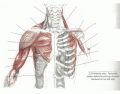 Muscles of Shoulder and Arm (Anterior)