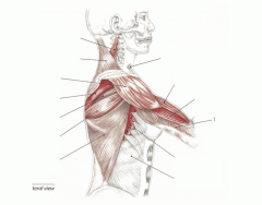Muscles of Shoulder and Arm (Lateral)
