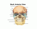 Anterior Skull Bones