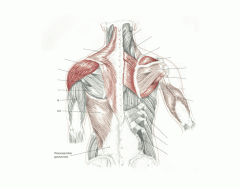 Muscles of Shoulder and Arm (Posterior)