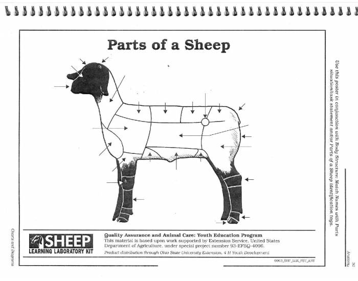 External Parts of the Sheep β Printable Worksheet