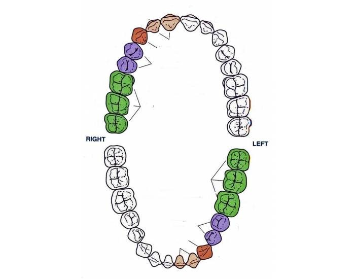 Classification of Teeth — Printable Worksheet