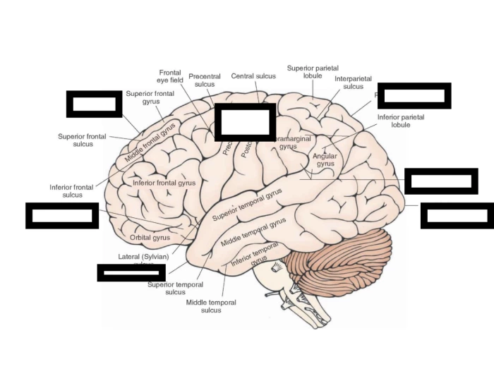 Cerebral Cortex Worksheet Lateral view of cerebral cortex — Printable Worksheet