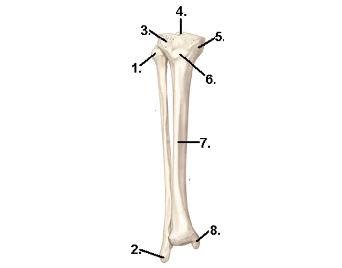 Tibia No Label Anatomy - Chapter 5 Tibia and Fibula Diagram Quiz