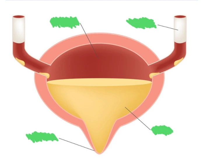 Bladder Game Bladder Quiz