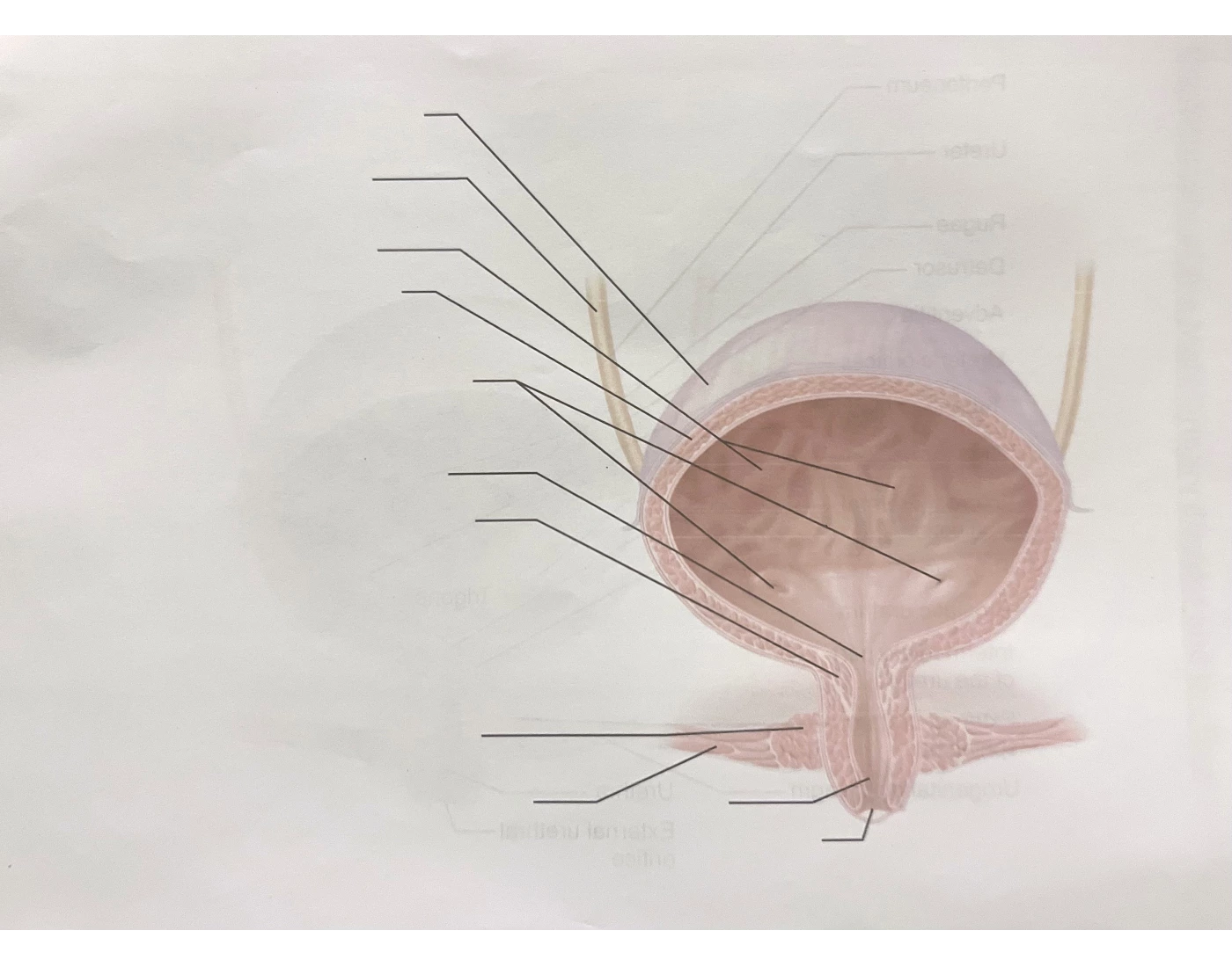 Bladder Game Female Bladder Quiz