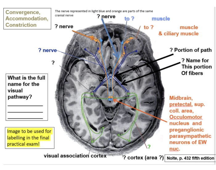 Near Response Components Near Reflex Pathway Quiz