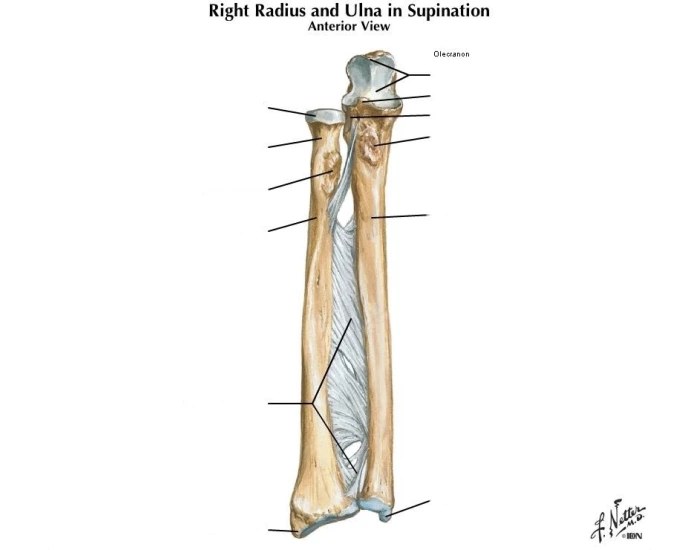 Radius and ulna in supination Quiz