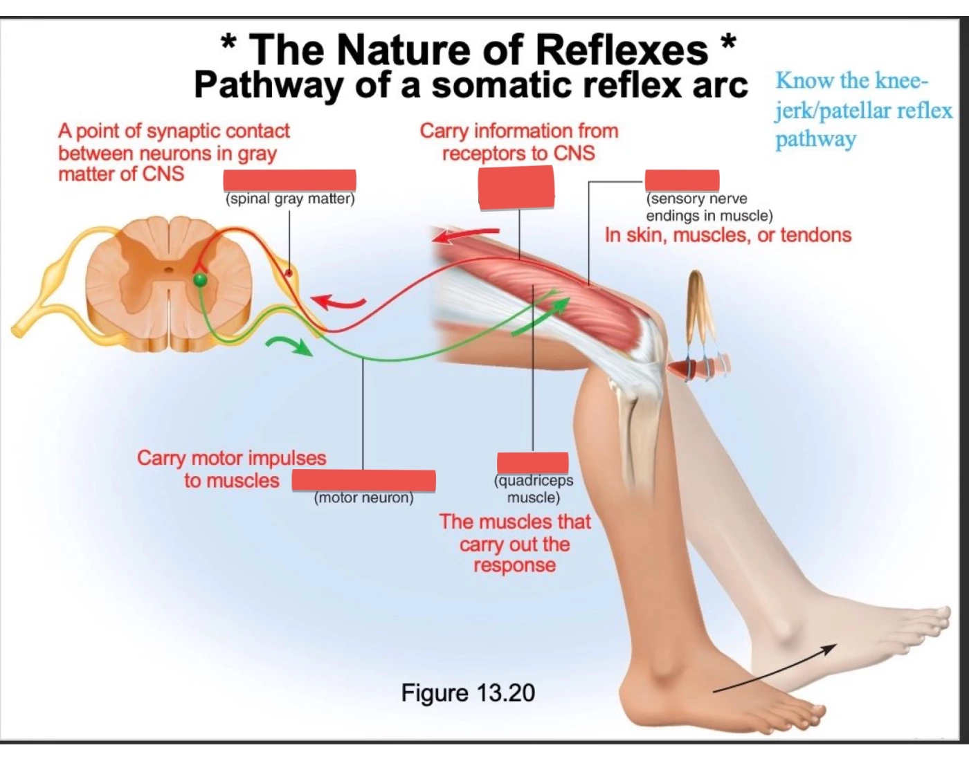 Reflex Components Reflex components and characteristics Quiz