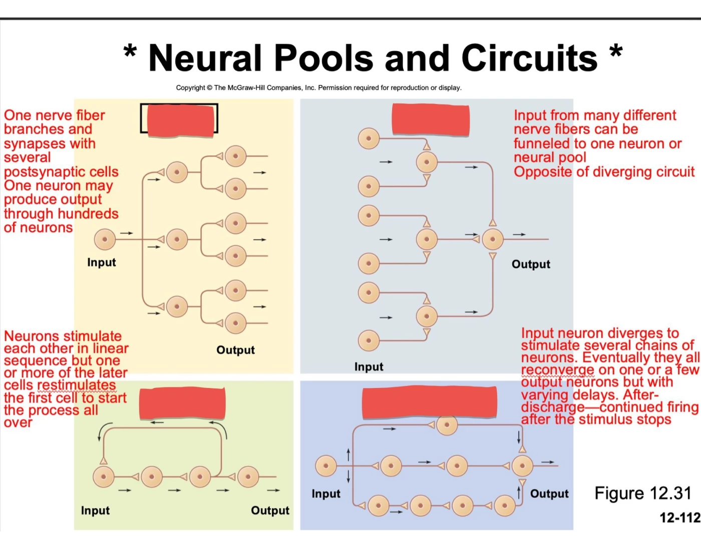Neuronal Pool Network Neural Pools and Circuits Quiz