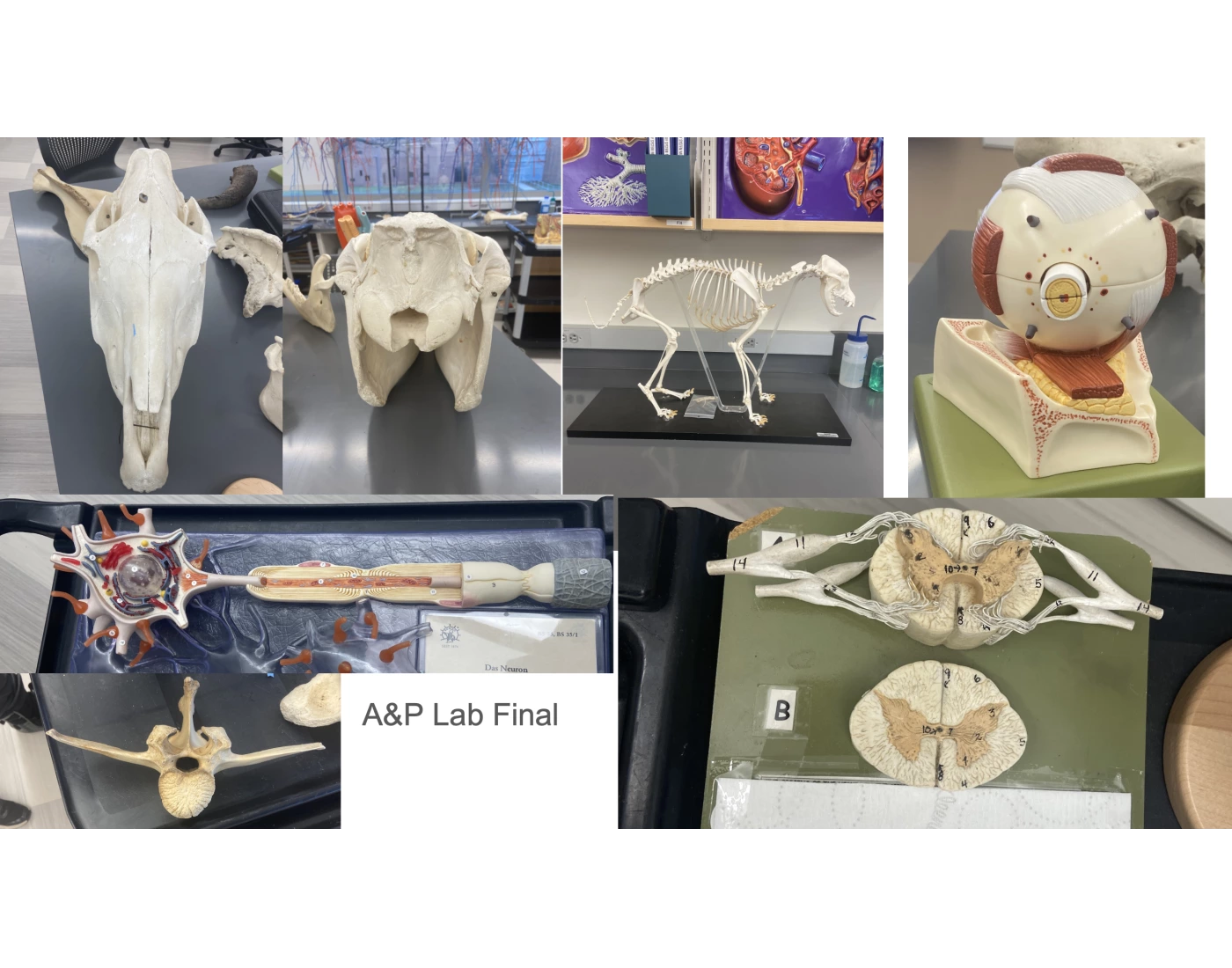 A&P LAB P3 Quiz