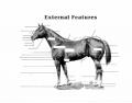 External Parts of the Horse