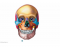 BIOL 220: Skull bones & structures  (anterior vie)
