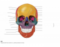 Anterior Skull Labeling