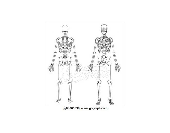 Skeleton Quiz Printable Worksheet
