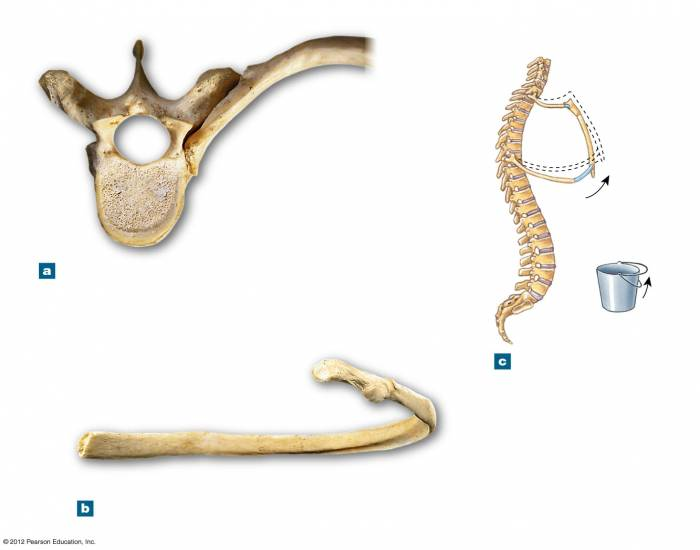BIOL 220: RIBS & Vertebrae: thoracic & rib — Printable Worksheet