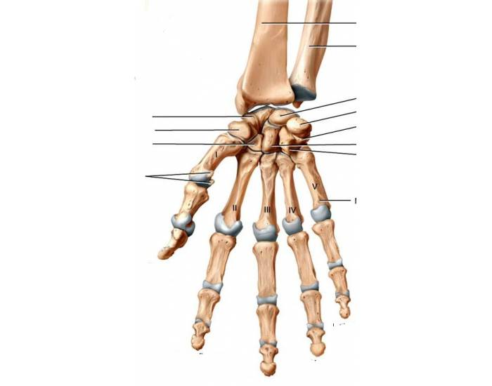 Key Hand Structures Hand Structures Quiz