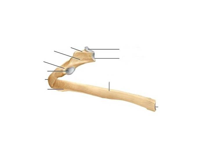 Penal Rib Rib Structures Quiz